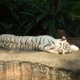 20070628_singapore_bintan_145